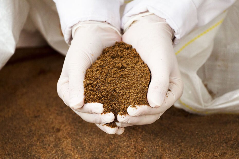 sea-fishmeal-for-export